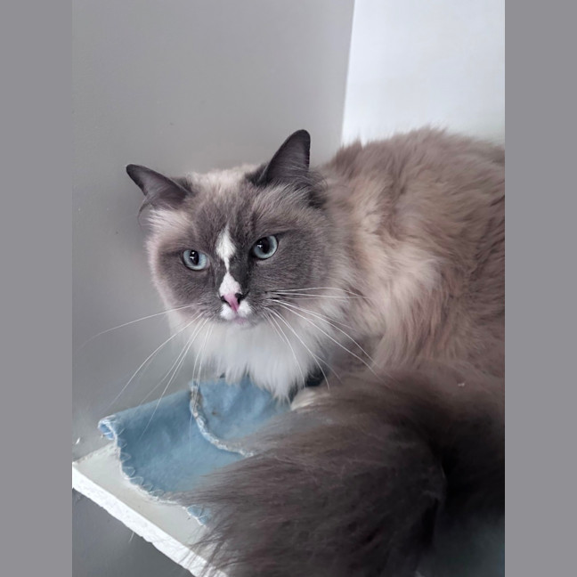 Photo of Shadow 
