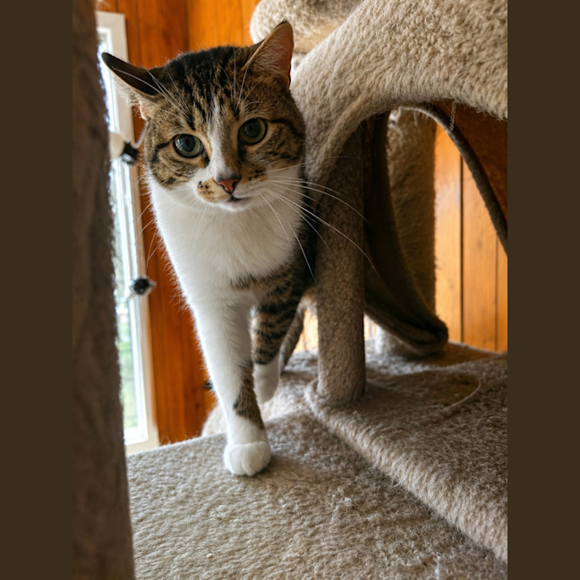 Photo of Aurora