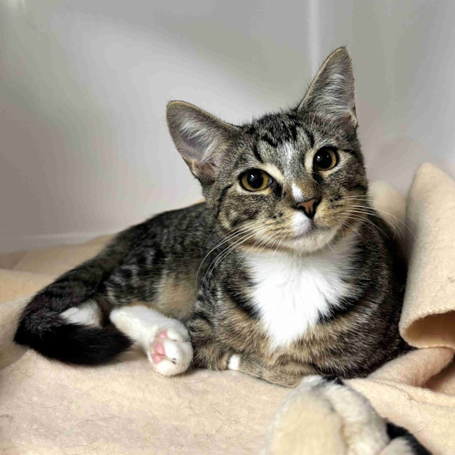 Photo of Snap Stk014613