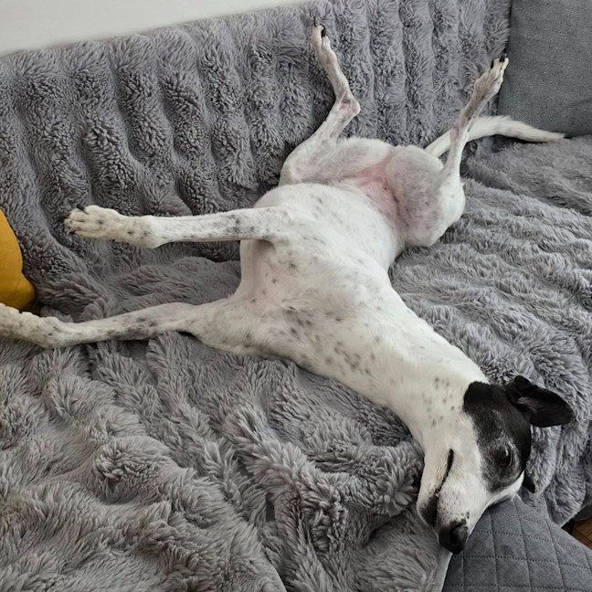 Photo of Gemma The Greyhound