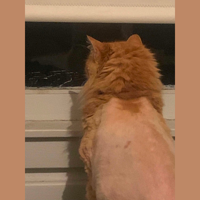 Photo of Chicken Wing