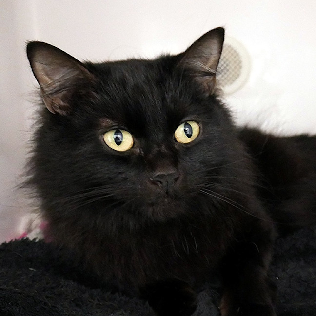 Photo of Mango Rsua012746