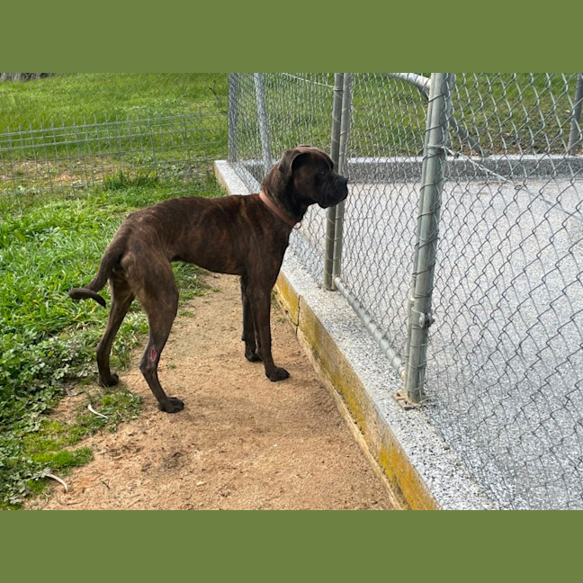 Photo of Bruno
