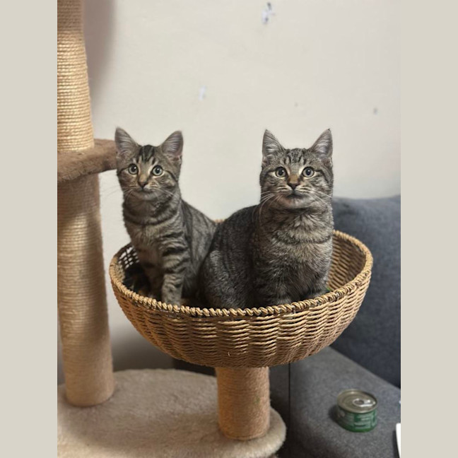 Photo of Acorn And Oak