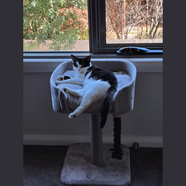 Photo of Batty**2nd Chance Cat Rescue**