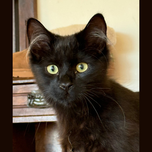 Photo of Liquorice Six