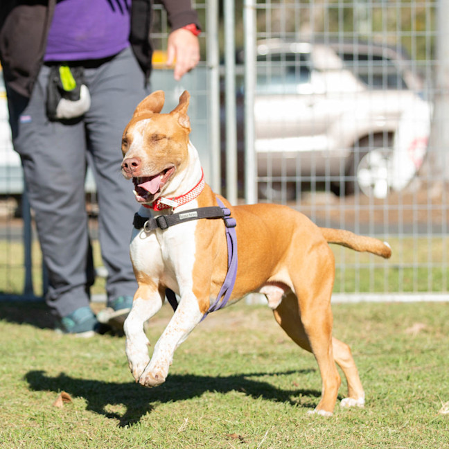 Photo of Buddy