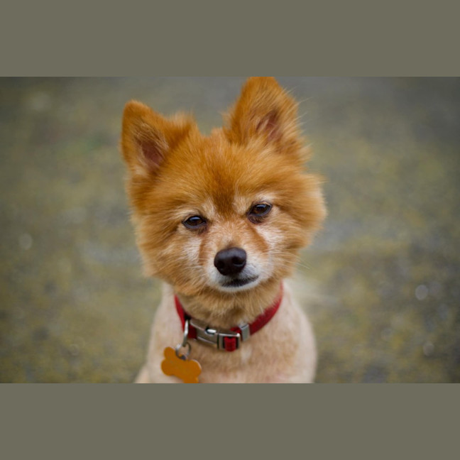 Photo of 🕺 Chewie 🕺