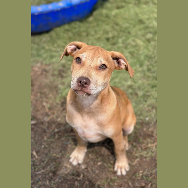 Photo of Tip (Tippy)