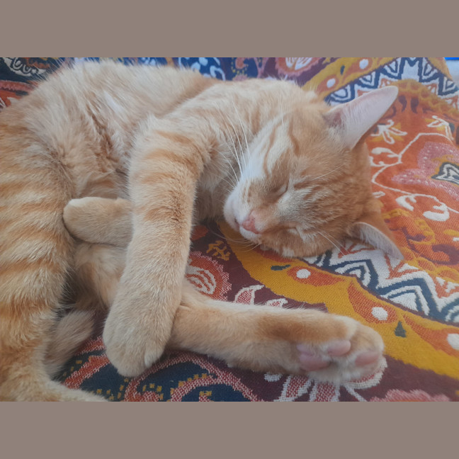 Photo of Flynn