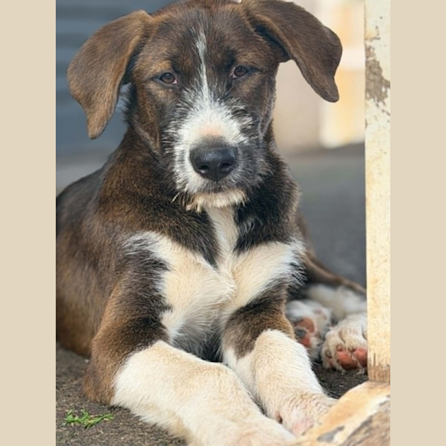 Photo of Odin
