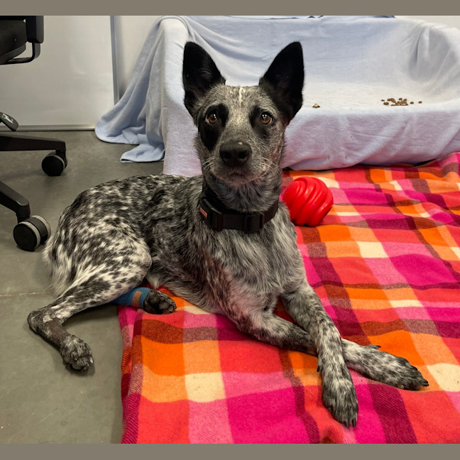 Photo of Buddy