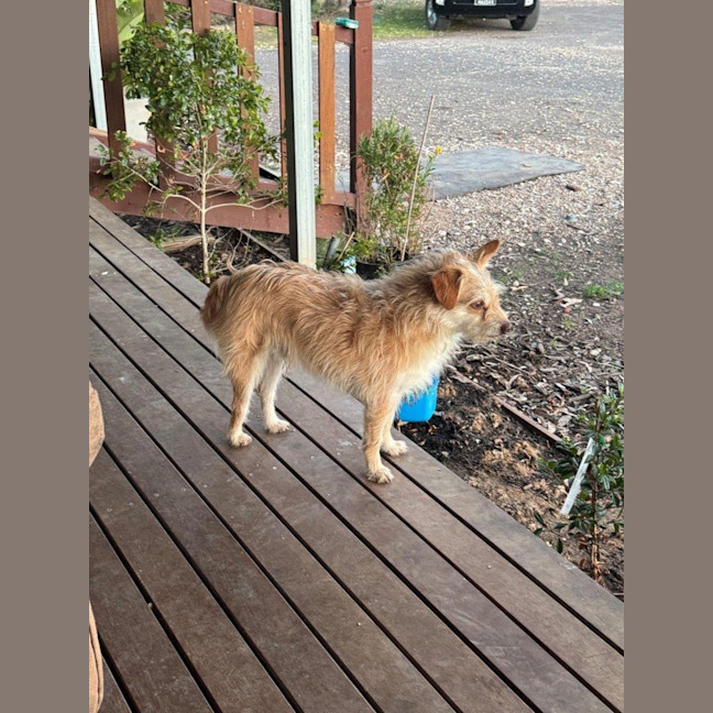 Photo of Buster Bulleau