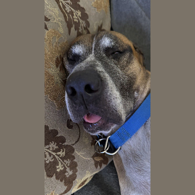 Photo of Duke *$250 Adoption Fee*