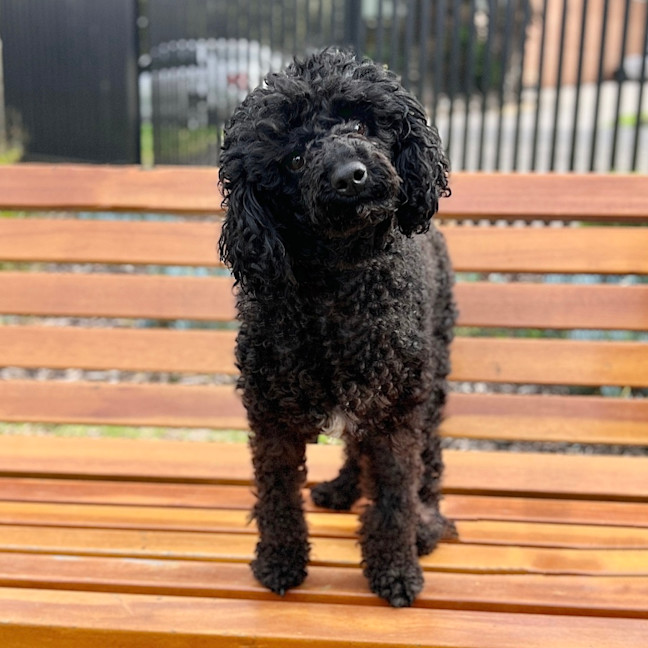 Photo of Pretty Boy Roy