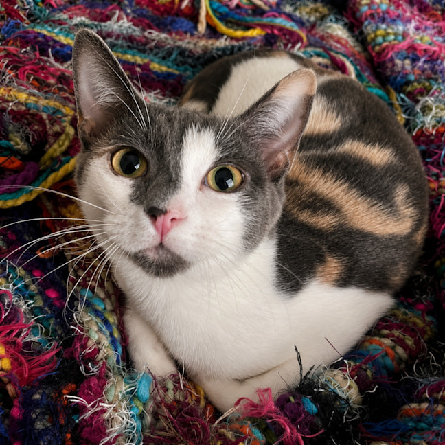 Photo of Pearl