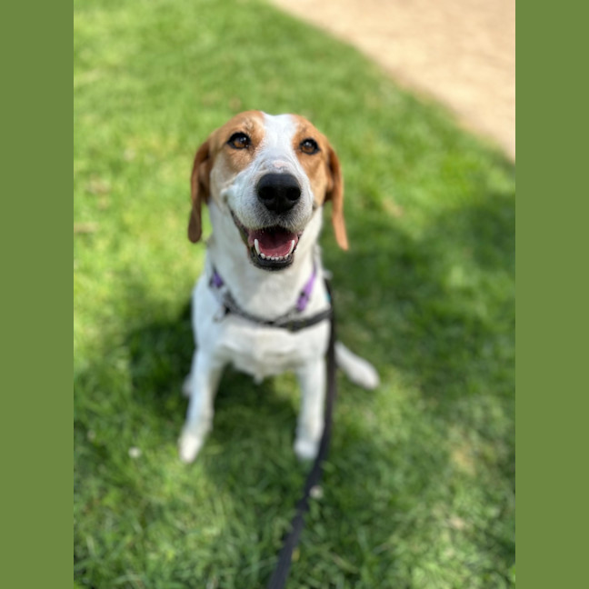 Photo of Chilli