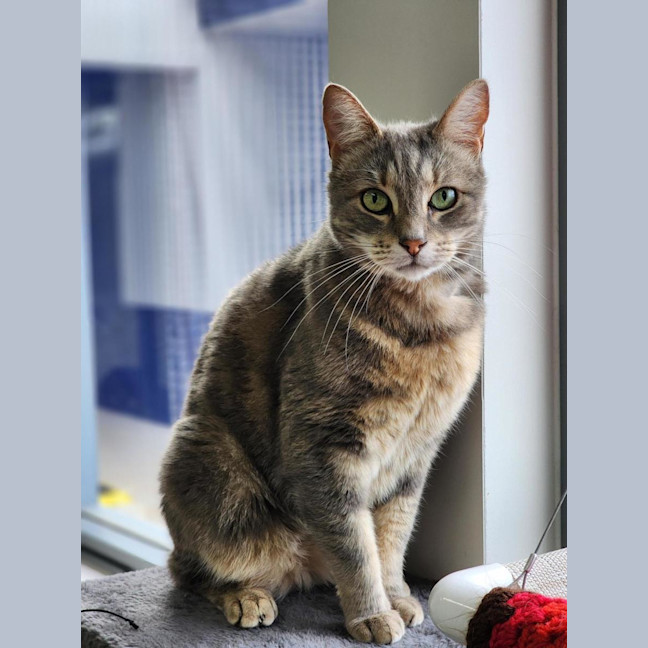 Photo of 💘 Ziggy 6642 💘