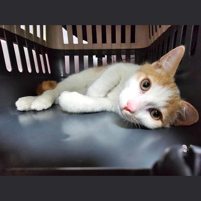 Photo of Harvey
