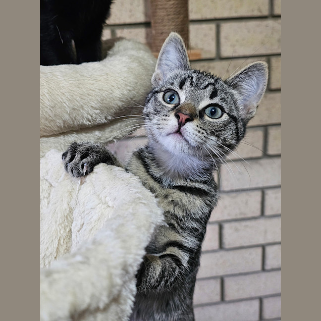Photo of Churro