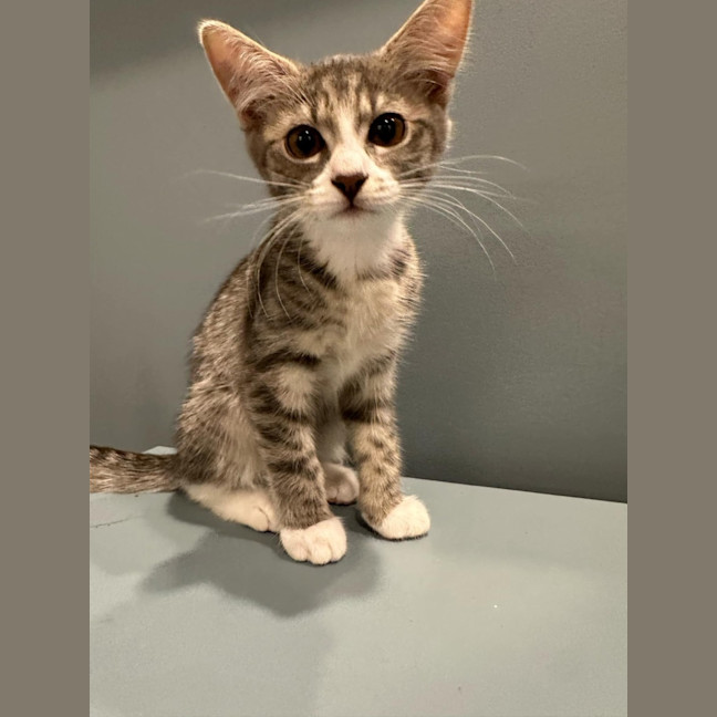 Photo of Mort Meet Me @Petstock Mornington Nepean Hwy 