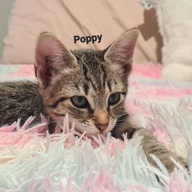 Photo of Poppy