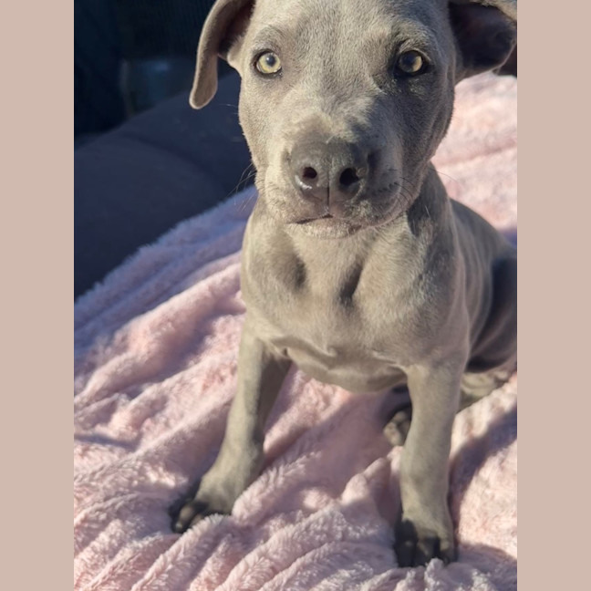 Photo of Velvet Teddy