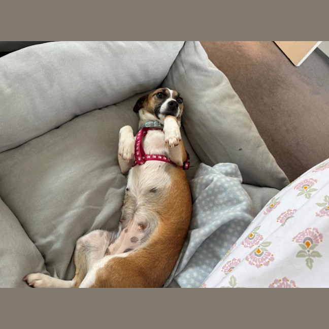 Photo of Lillie Uffelman