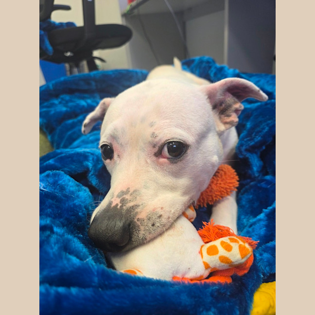 Photo of Maple