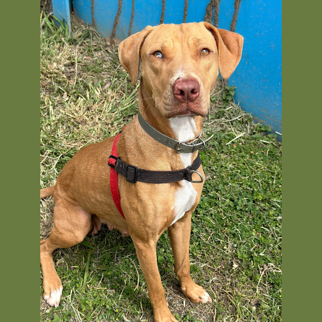 Photo of Honey