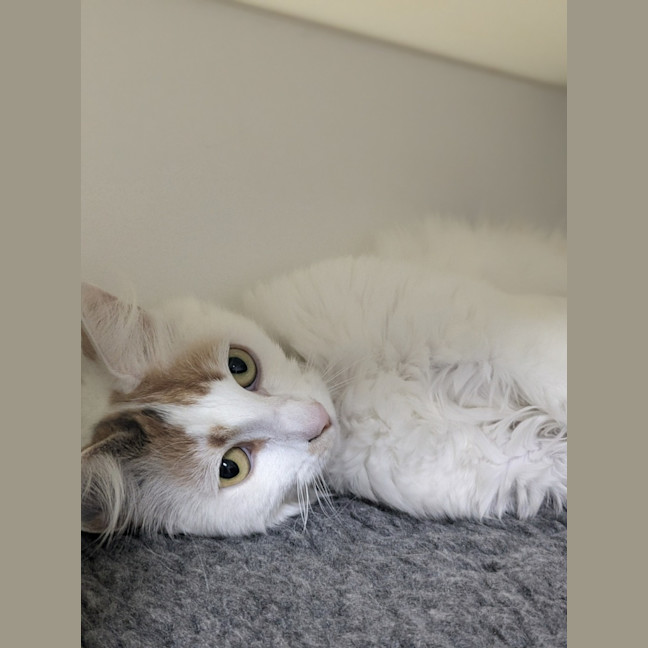 Photo of 🍹 Mimosa 5729 🍹