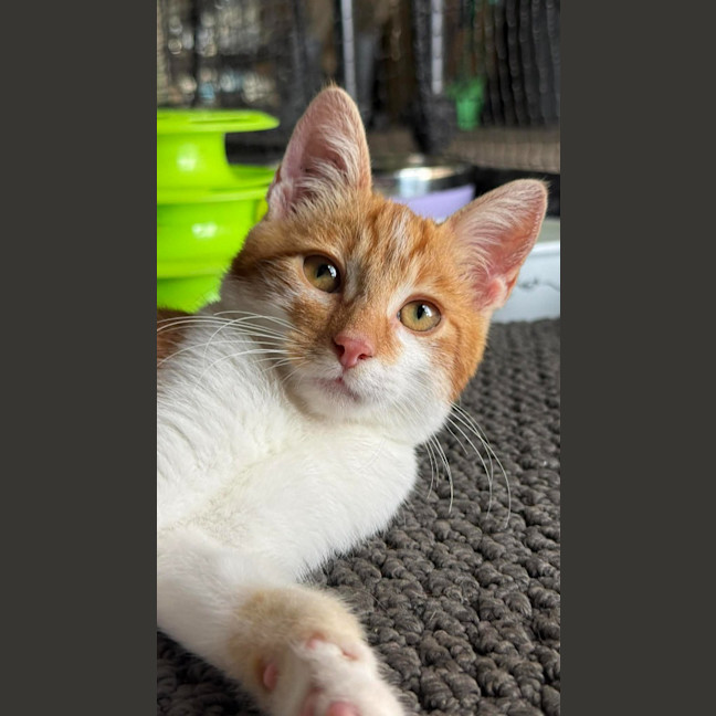 Photo of Sizzle
