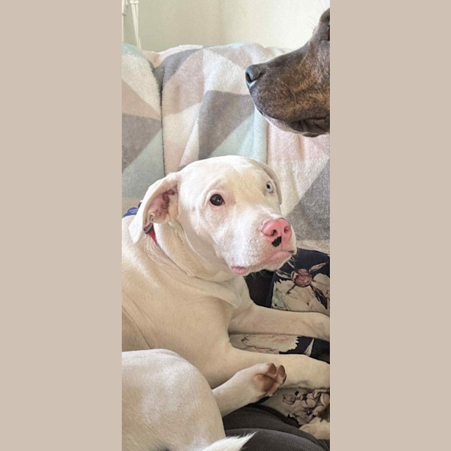 Photo of Casper   11 Month Old Staffy X