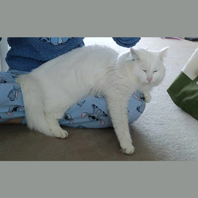 Photo of Purrcy