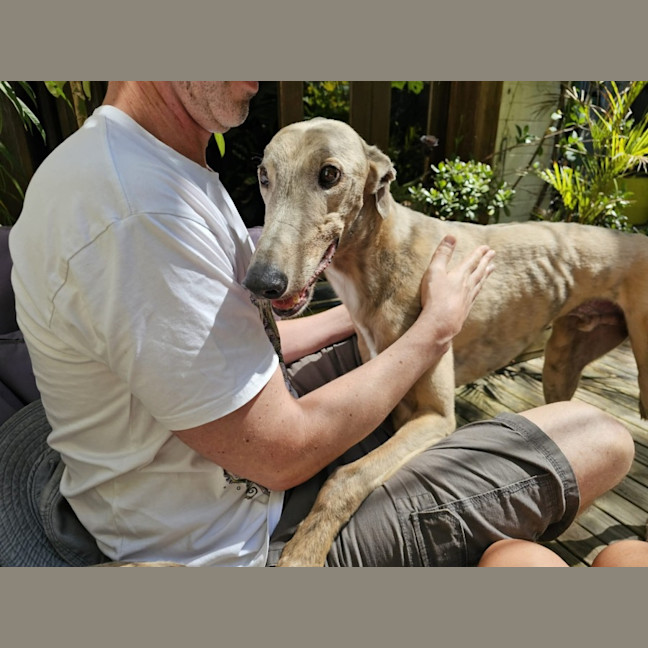 Photo of Ace, The Greyhound 