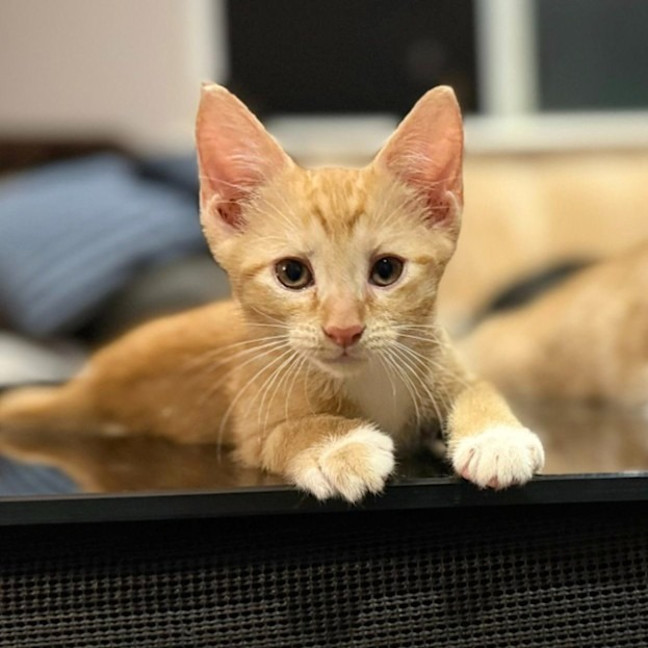 Photo of Tommy