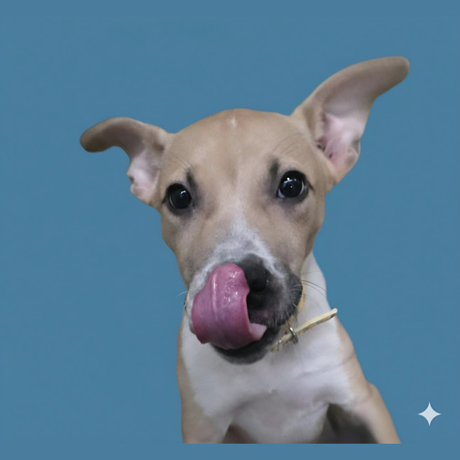 Photo of Piper