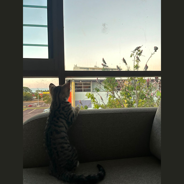Photo of Willow