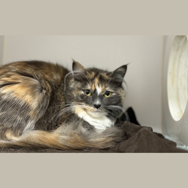 Photo of Willow