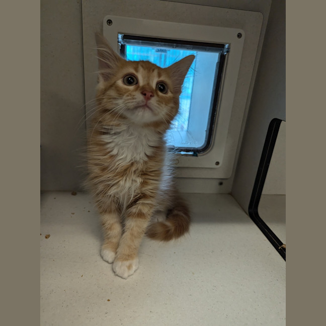 Photo of Pumpkin