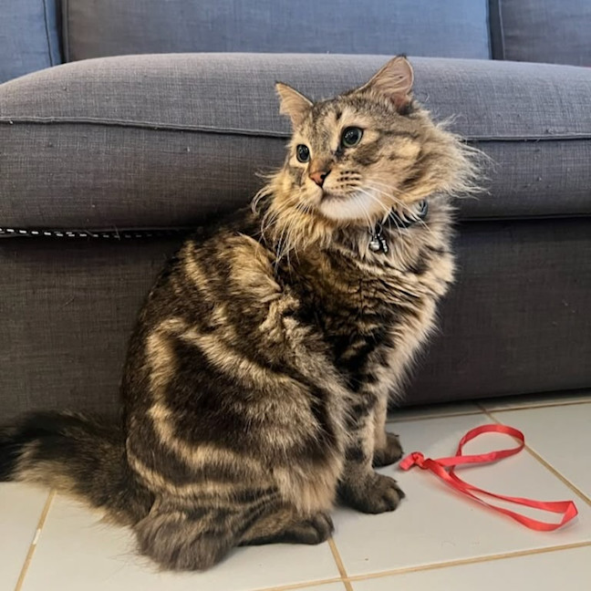 Photo of Pickles