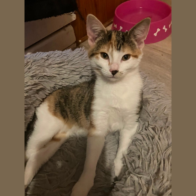 Photo of Amelia