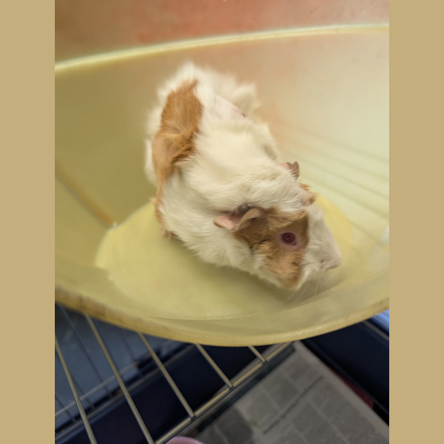 Photo of Wasabi
