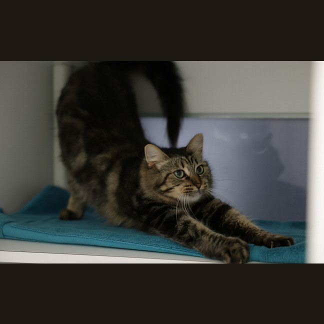 Photo of Mischa