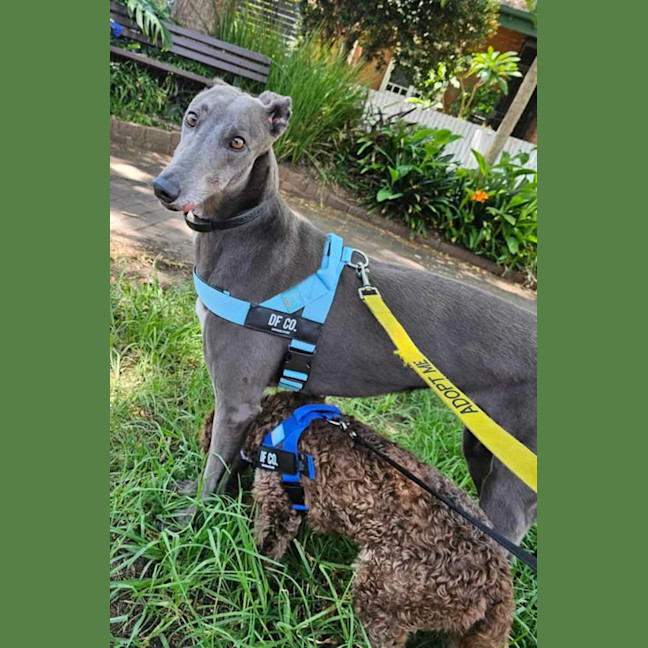Photo of Bella, The Greyhound