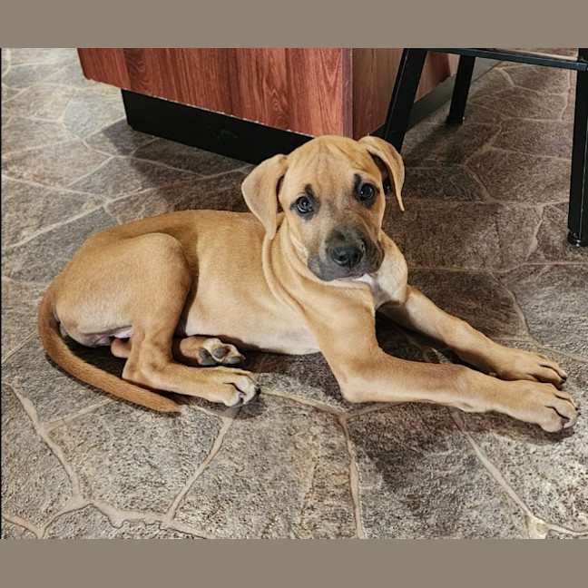 Photo of Kindle (Honey)