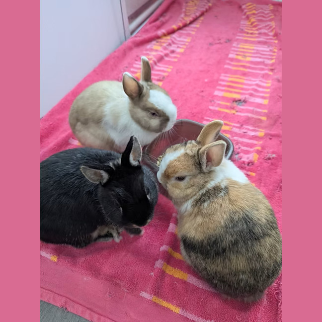 Photo of Piper, Poppy And Pebbles