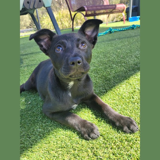 Photo of Tilly