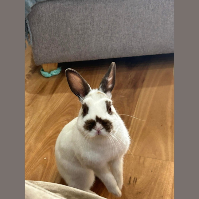 Photo of Marshmallow ~ Netherland Dwarf Bunny Rabbit