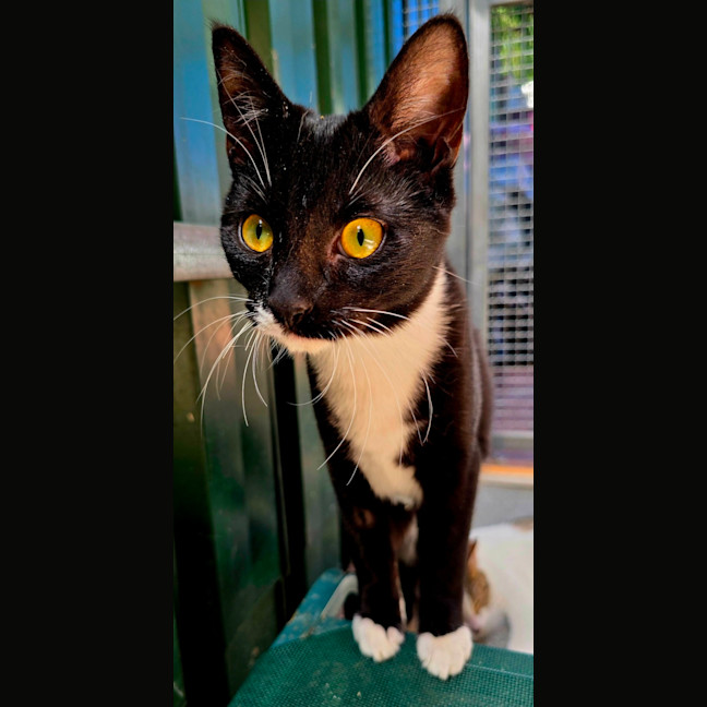 Photo of Wren